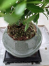 开时果 小叶赤楠盆景摆件 办公室桌面绿植花卉好养盆栽植物源头直发包邮 【热销款】哥窑浸墨盆+苔藓+底座 实拍图