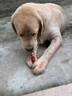 麦富迪（Myfoodie）狗零食 狗狗磨牙棒耐咬小型犬幼犬 宠物零食鸡肉卷夹心牛皮 180g 实拍图