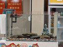 寿禾 雨花石天然鹅卵石彩色鱼缸花盆装饰造景 雨花石0.8-1.5cm 2kg 实拍图