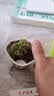 捕蝇草盆栽猪笼草食虫植物夏季驱蚊食虫捕虫室内趣味绿植 洛芙丽茅膏菜 赠吸水盆栽好发货 实拍图