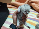 Orijen渴望猫粮 成猫幼猫干粮 六种鱼肉无谷全价通用进口5.4kg效期26/5 实拍图