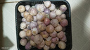 京喜自营云南紫皮独头蒜干蒜高原珍珠蒜新鲜蔬菜调料 精选 1.8斤 单果2cm左右 实拍图