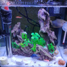 森森（SUNSUN）鱼缸加热棒自动恒温水族箱防爆加热器鱼缸水族用品 高硼硅玻璃50W(18cm长) 实拍图