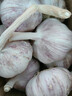 紫皮大蒜2025新干大蒜头年当季整箱新鲜蔬菜头批发红皮 净重1.5斤(果径3.5cm+) 实拍图