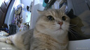 皇家皇家猫粮 英短成猫粮 BS34 通用粮 12月以上 2KG 实拍图
