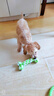 HELLOJOY狗狗玩具 耐咬磨牙棉绳球套装宠物幼犬小狗玩具自己玩解闷9件套 实拍图