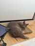 美士（Nutro）进口猫粮成猫高蛋白宠物鸡肉猫干粮14磅/6.35kg 实拍图