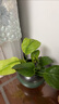 壹植水培天堂鸟盆栽花卉植物室内客厅绿植桌面鹤望兰吸甲醛四季好养活 精品水培天堂鸟30-40厘米3棵 不含盆 实拍图