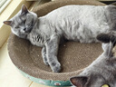 疯狂的主人 猫抓板窝特大号猫玩具猫爪板猫抓盆不掉屑猫窝碗形圆形瓦楞纸 实拍图