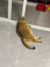 卫仕营养膏120g*4 宠物狗狗猫咪幼犬营养膏微量元素维生素鱼油怀孕金毛泰迪 犬猫通用 实拍图