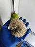 SMVP非洲迷你刺猬活物纯种无虫打过疫苗活体家养刺猬幼崽带笼子 【顺丰】杏色母(40天左右幼崽) 实拍图
