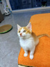 迪普尔猫咪指甲剪专用猫指甲刀圆孔指甲钳LED照血线宠物剪指甲新手神器 实拍图