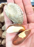 疆味希顺丰 新货鲍鱼果特大颗粒新疆坚干果沙漠果休闲零食孕妇年货特产 新货直发丨新疆特大鲍鱼果500g 实拍图
