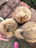悦己海南特产 老椰子煲汤当季水果新鲜毛椰子热带生鲜椰子蛋椰果榨汁 3个装老椰子（约4.5-6斤） 实拍图