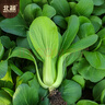 北蔬 小青菜种子苗上海青梗菜油菜种籽 速生605上海青种子50g约2万粒 实拍图