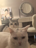 愛肯拿（ACANA）猫粮 海洋盛宴成猫幼猫粮 全价无谷原装进口鱼肉粮1.8kg效期26/4 实拍图