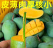 集南鲜 广西金煌芒果 现摘大青皮黄皮热带甜心芒果新鲜时令生鲜时令水果 净重8.5-9斤特级果 250g起 实拍图