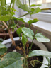 重瓣茉莉花盆栽浓香型南方四季开花带盆驱蚊绿植花卉室内阳台庭院 茉莉5~6棵带花苞发货【不含盆】 实拍图