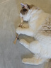 憨憨乐园木天蓼猫咪磨牙棒猫玩具自嗨解闷逗猫棒耐咬幼猫用品玩具养猫神器 实拍图