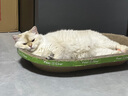 素力高（SolidGold）进口高蛋白金装金素鸡长肉营养成猫全价猫粮15磅/6.8kg 实拍图