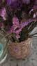 爱满（AIMAN）云南鲜花干花花束勿忘我情人草组合满天星客厅真花插花家居摆设 4色勿忘我混搭+草  【含圆花篮】 实拍图