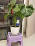 九千谷植物支撑架园艺花架阳台花园绣球月季爬藤 半圆25*40CM 3对装6409 实拍图