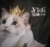 亿迪 猫粮幼猫1-4月12月全价奶糕蓝猫英短美短小猫专用离乳期3斤 实拍图