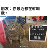 伯纳天纯经典系列通用蓝猫金渐层美短成猫猫粮毛球管理10kg/20斤 实拍图