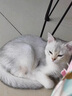 网易严选 宠爱相伴全价猫粮宠物主粮幼猫成猫全价粮猫咪食品 7.2kg 实拍图