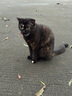 麦富迪猫咪零食 元气肉泥天然纤维湿粮成猫排毛不伤胃混合装55g*6 实拍图