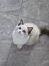 麦富迪猫粮 冻干鲜粮高蛋白成幼猫粮呵护肠胃 牛肉鸡肉5.4kg 实拍图