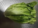【高原夏菜】钟灵山罗马生菜400g 实拍图