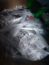 公牛（BULL）插座G12量贩装10A五孔插座奶油风G12Z223S暮雪白10只插座套装 实拍图