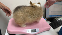 宠乐乖（CHONGLEGUAI）狗笼猫笼狗笼子中小型犬幼犬加粗加密折叠猫笼子猫咪兔笼具760JC 实拍图