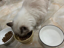 华元宠具（hoopet）猫碗陶瓷食盆猫粮碗水碗猫咪斜口高脚护颈宠物喝水狗狗碗猫用饭碗 （图案随机）斜口碗300ml 实拍图