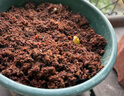 IAM City Farmer牵牛花 DIY种植盆栽牵牛花种子幼儿园盆栽儿童玩具植物观察10071 实拍图