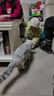 优基（YJ）猫粮冻干生骨肉成猫幼猫奶糕无谷全价全期主食三文鱼鸡肉双拼营养 生骨肉冻干猫粮10kg20斤大袋 实拍图