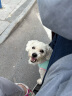 麦富迪 宠物狗狗零食 成犬幼犬训狗奖励鸭肉干1200g 实拍图
