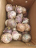 云南紫皮独头蒜2025新鲜干蒜独蒜头调味农家自种生鲜蔬菜 2斤 独头蒜 独头蒜大果【3-3.5cm】 实拍图