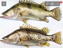 京乐狳桂鱼淡水鳜鱼鳌花鱼现捕鲜活现杀整条季花鱼 一条约500g(净膛前)现杀现发 2条装 实拍图