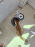 甜浪海猫碗双碗自动喂食器不锈钢狗盆幼猫吃饭喝水防打翻饮水机宠物食盆 实拍图