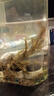 宠街坊鱼缸一体缸造景生态小鱼缸桌面水族箱金鱼斗鱼PET透明鱼缸送礼 实拍图