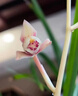 植物多菌灵杀菌剂花卉专用除菌花病康喷剂白粉病炭疽病杀虫剂 3瓶【1500ml】带喷头 实拍图