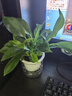 绿有意金钻盆栽植物水培绿植花卉多肉办公室内去吸除甲醛铂金钻绿公主 推荐款】金钻25-30cm3棵(早安盆) 含盆 实拍图