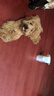 嘟可亲（DUKEQIN）泰迪专用狗狗沐浴露贵宾犬泰迪狗宠物香波小狗幼犬洗澡除臭洗发水 实拍图