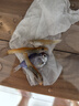 疯狂水草孔雀鱼活体水族宠物观赏鱼冷水耐活小型热带鱼淡水鱼苗 黄礼服白子孔雀鱼2对【4CM左右】 实拍图