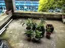 种花迷君子兰盆栽老苗带花苞四季好养多肉花卉绿植物室内圆头和尚大小苗 君子兰大苗灿烂10-12片+肥料 不含盆 实拍图