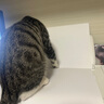 红狗【升级PRO】猫赖氨酸营养膏120g 猫营养膏胺猫膏氨基酸牛磺酸鼻支 实拍图