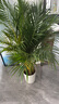 植男植女客厅绿色植物散尾葵大型绿植凤尾竹室内盆栽轻奢夏威夷竹源头直发 实拍图