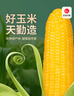天勤粒粒净白糯玉米段120g*10段（2.4斤）新玉米糯玉米真空包装低脂早餐代餐 实拍图